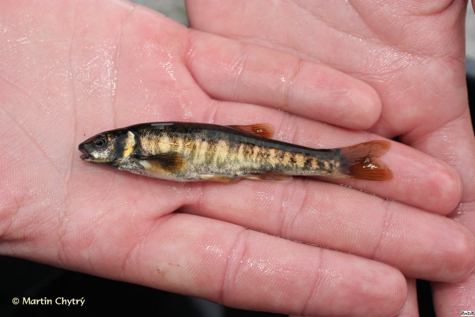 Рыба гольян Озерный