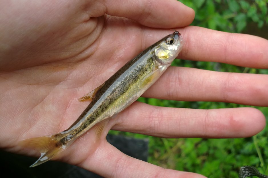 Пескарь рыба малек