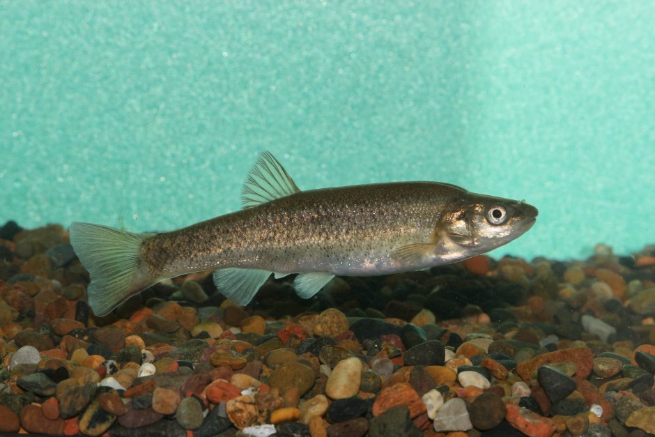 Амурский гольян