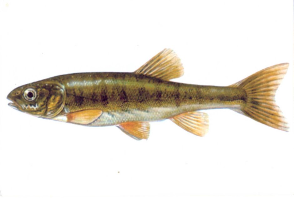 Амурский ротан (Perccottus glenii