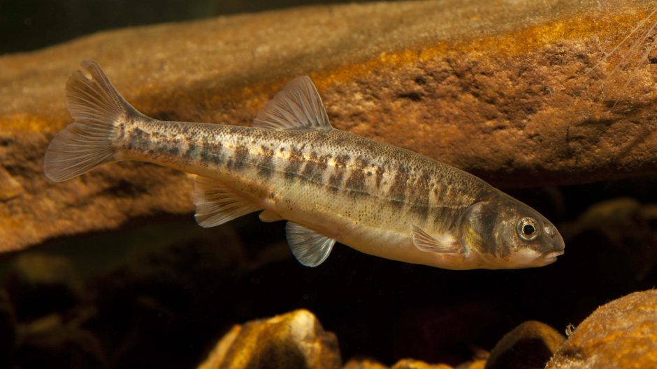 Обыкновенный гольян