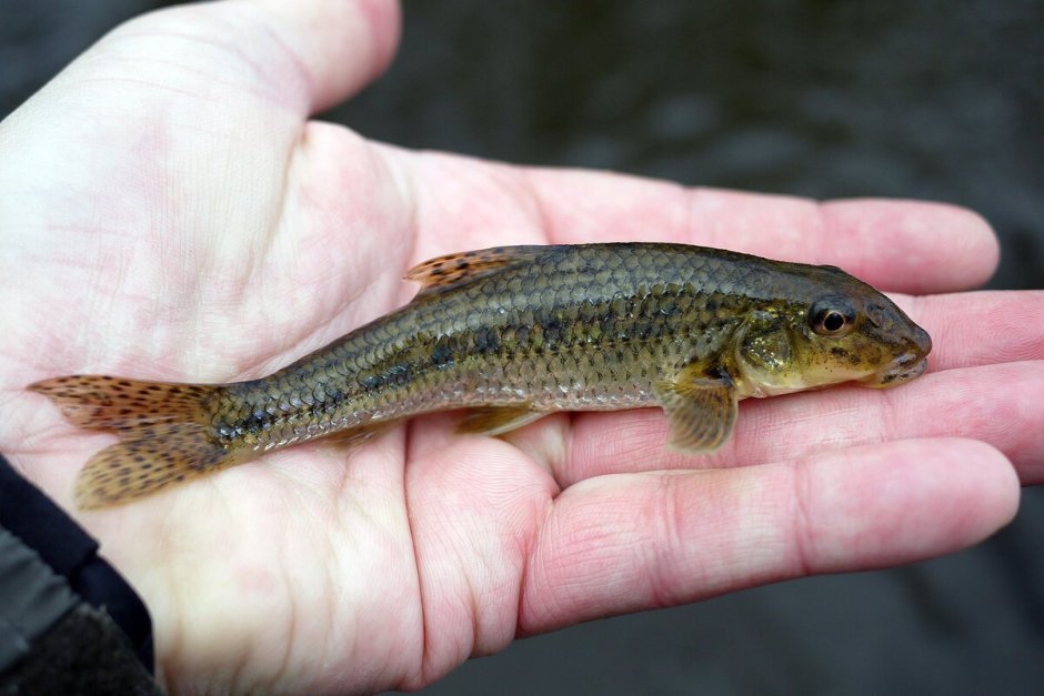 Бубырь пескарь