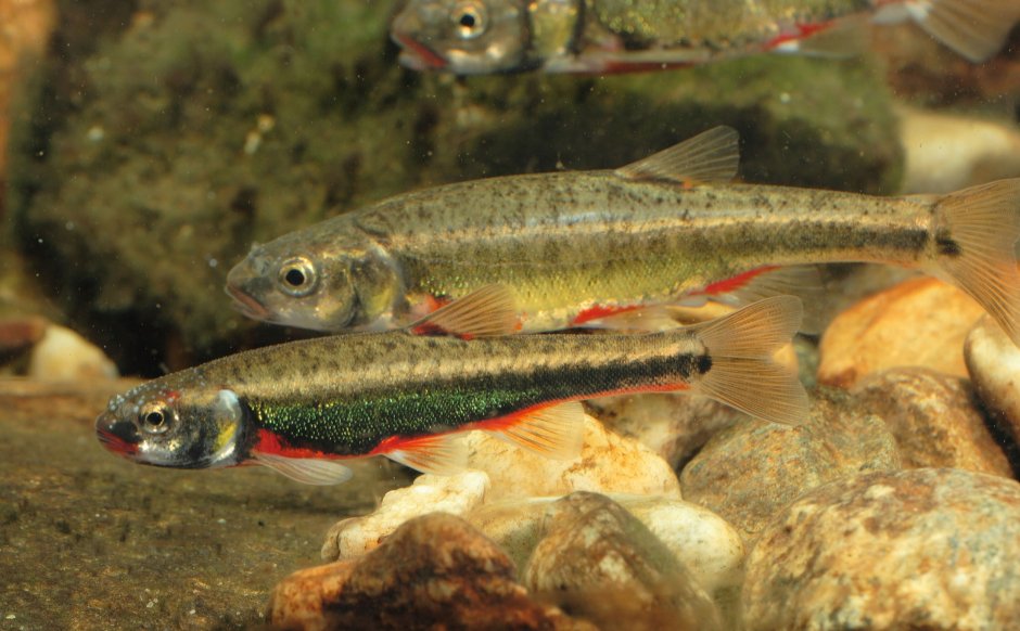 Речной гольян (Phoxinus Phoxinus)