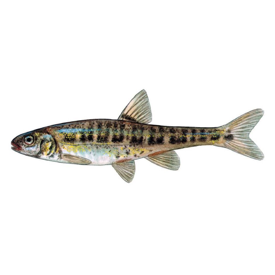 Рыбка гольян Речной