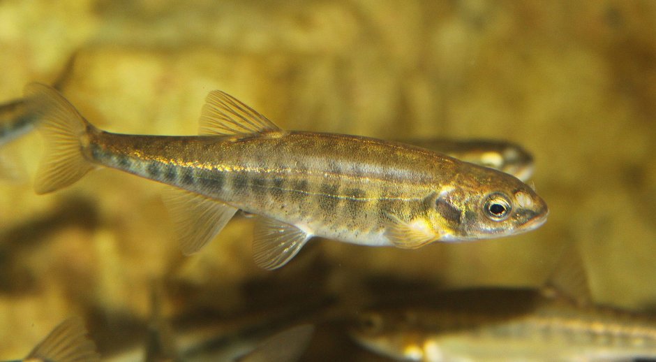 Рыбка гольян Речной
