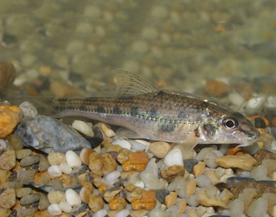 Донской пескарь