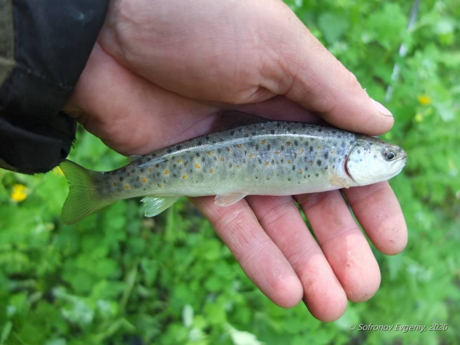 Гольян Озерный