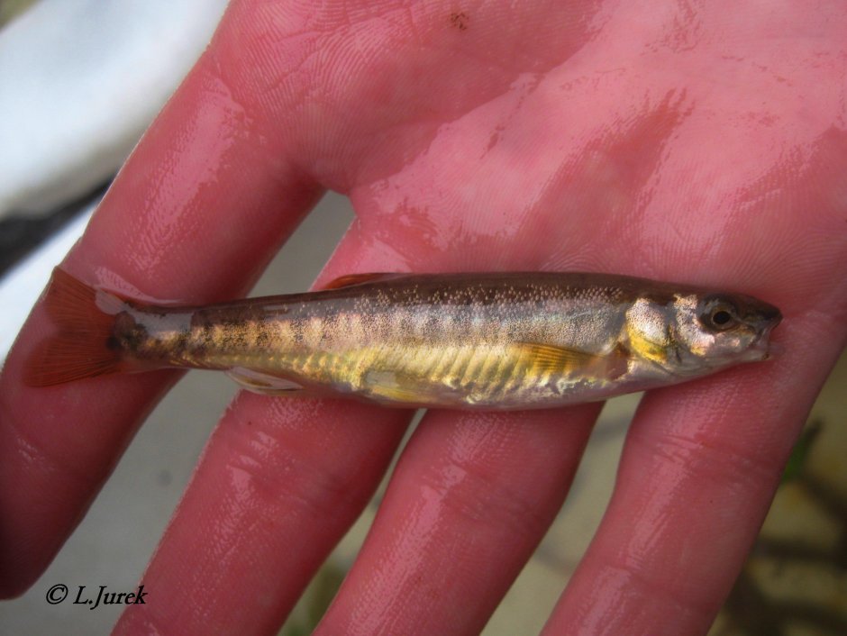 ГОРЬКУХА гольян