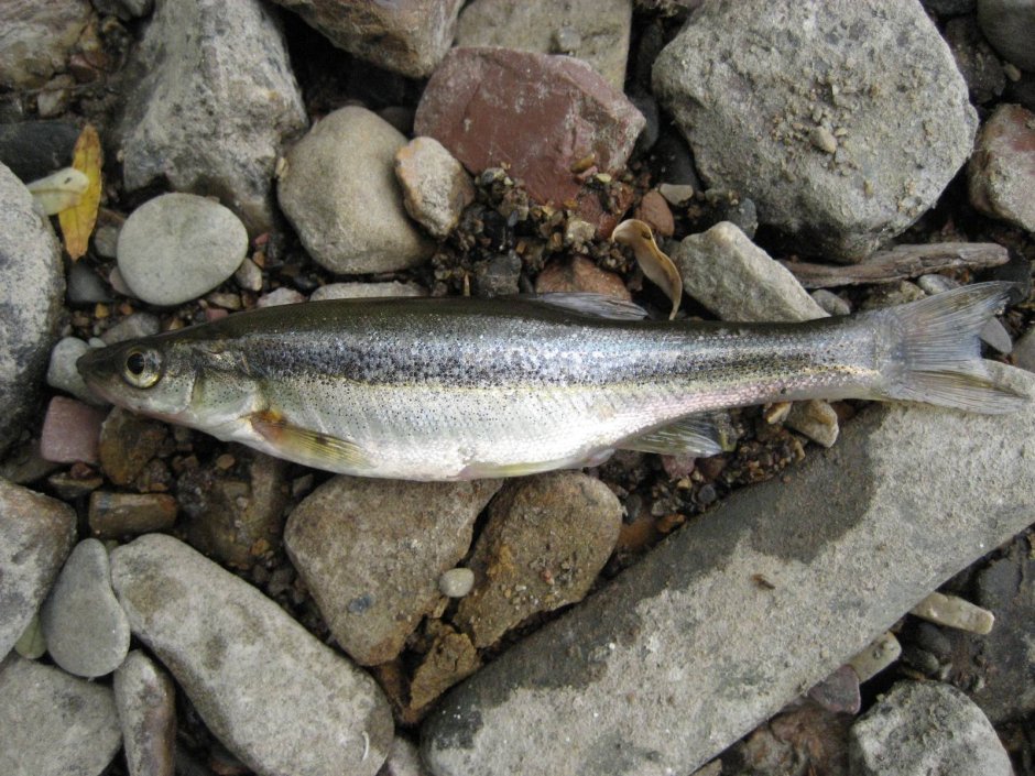 Рыба гольян Озерный