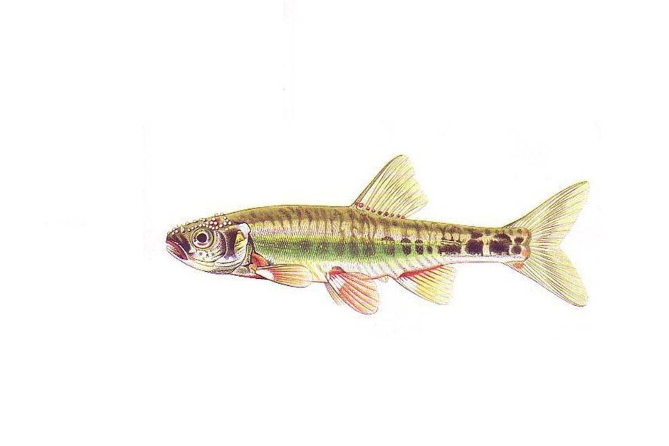 Обыкновенный гольян