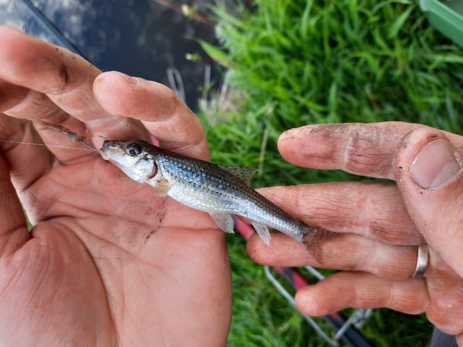 Малек пескаря