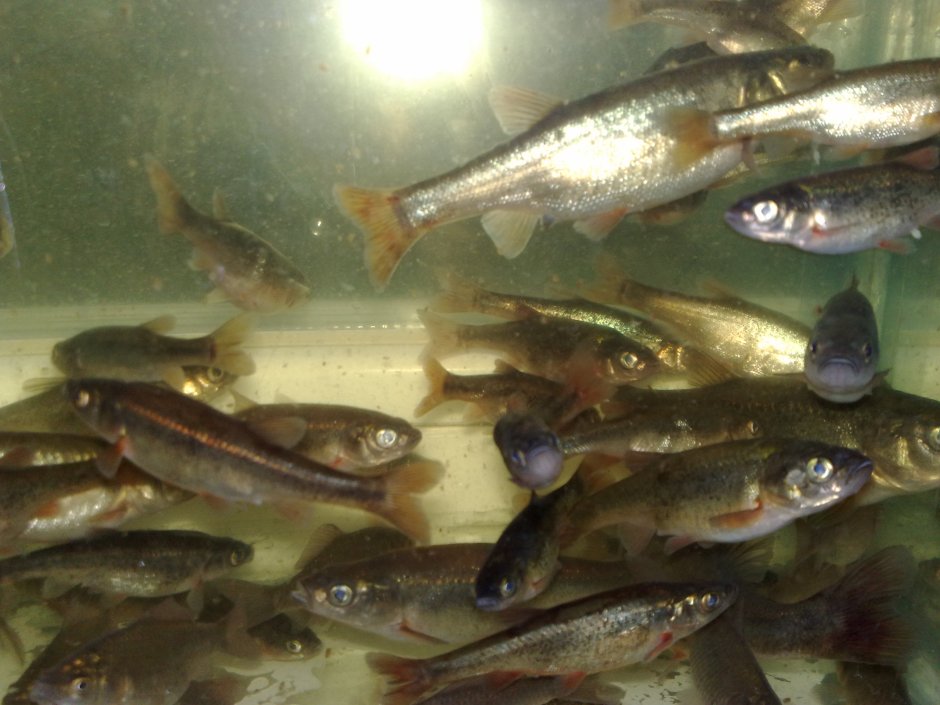 Рыба гольян Озерный