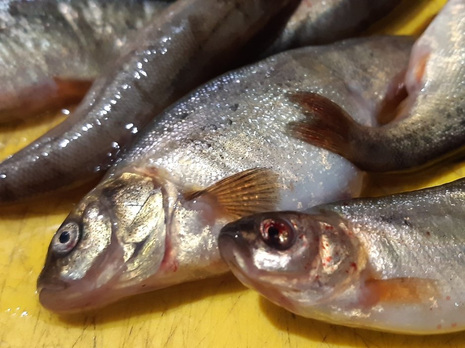 Малек гольяна Озерного