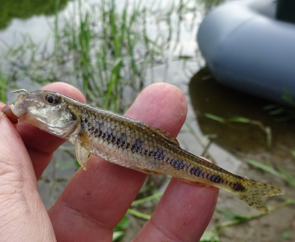 Речная рыба пескарь