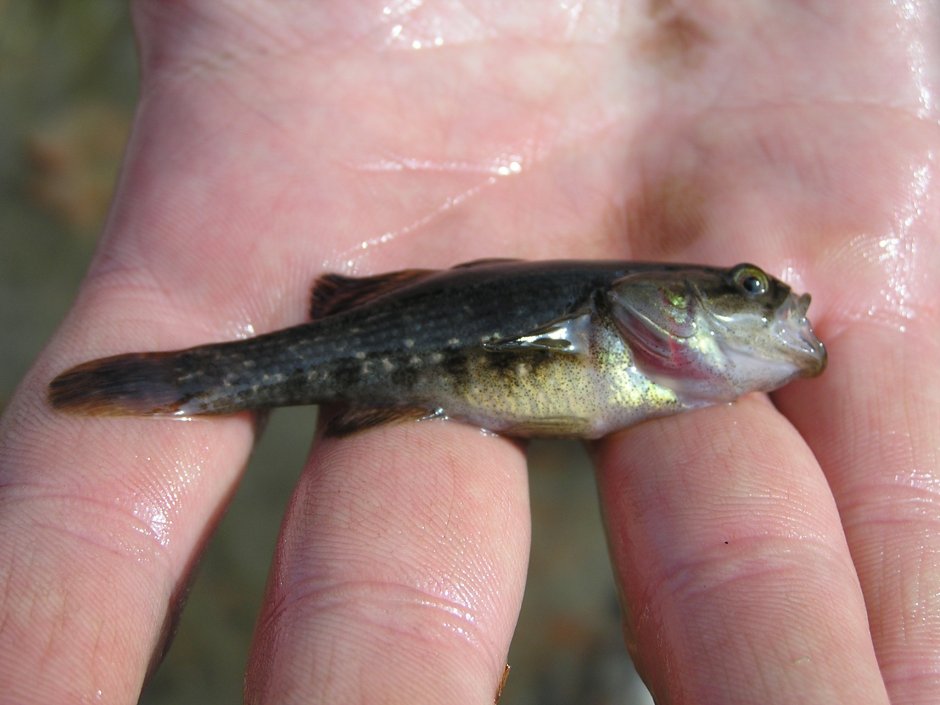 Гольян обыкновенный Амурский
