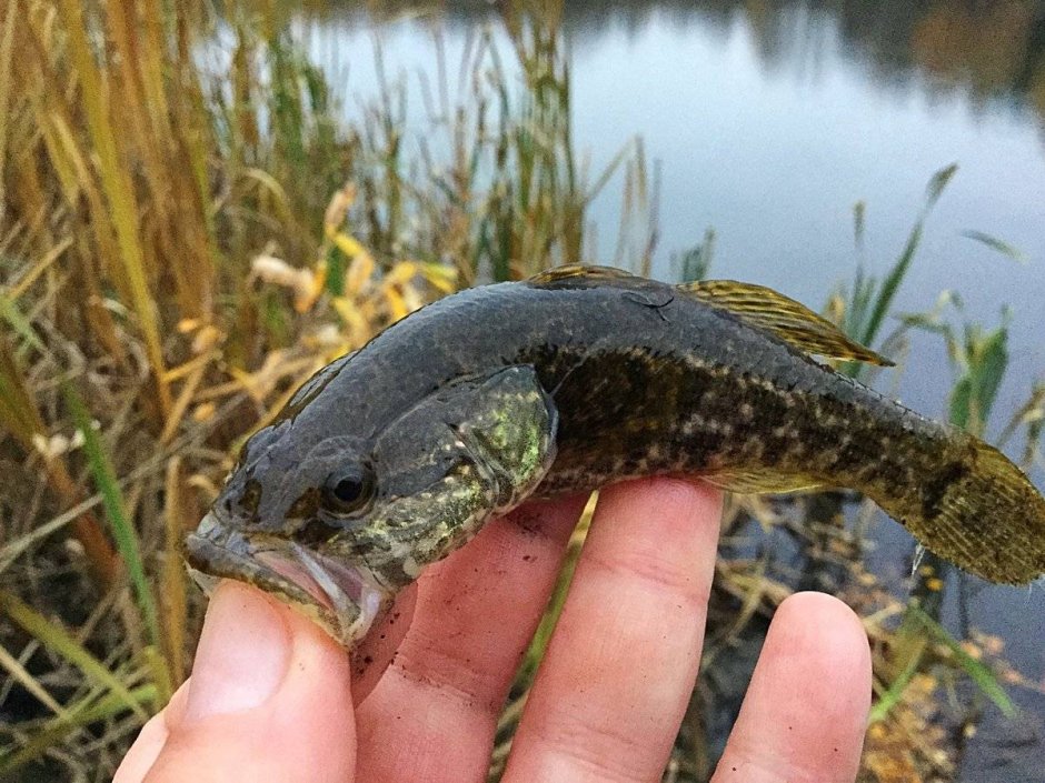 Гольян Озерный