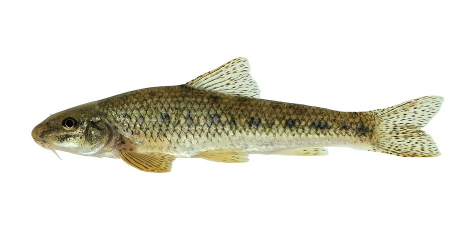 Сибирский хариус