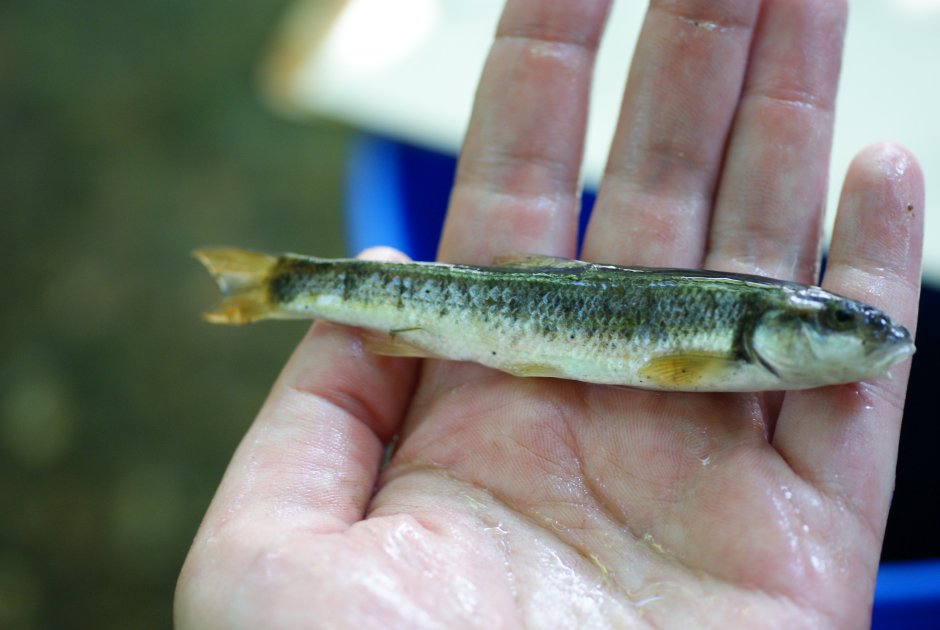 Рыба гольян Озерный