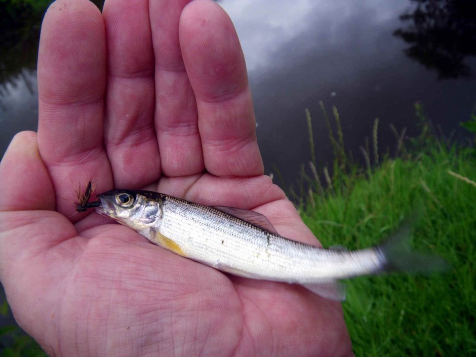 Рыбы торфяники