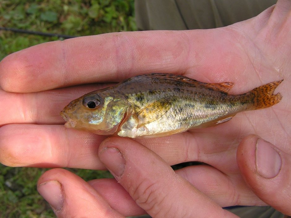 Малек окуня