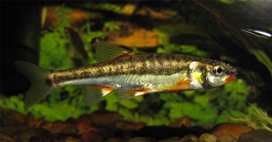 Речной гольян (Phoxinus Phoxinus)