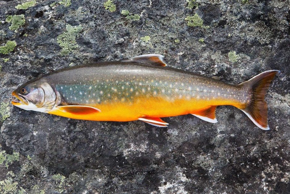 Верхоплавка и уклейка