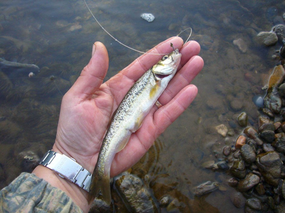 Малек гольяна