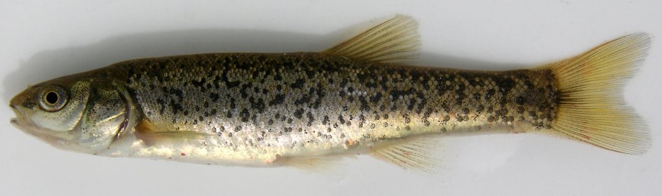 Банджо гольян