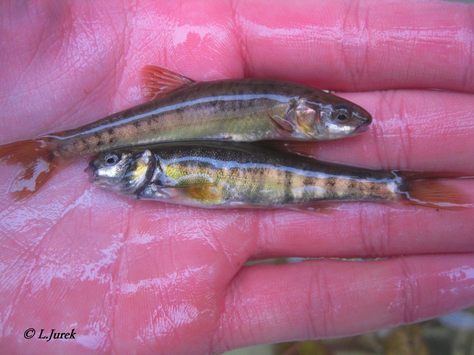 Маленький маленький Гальян