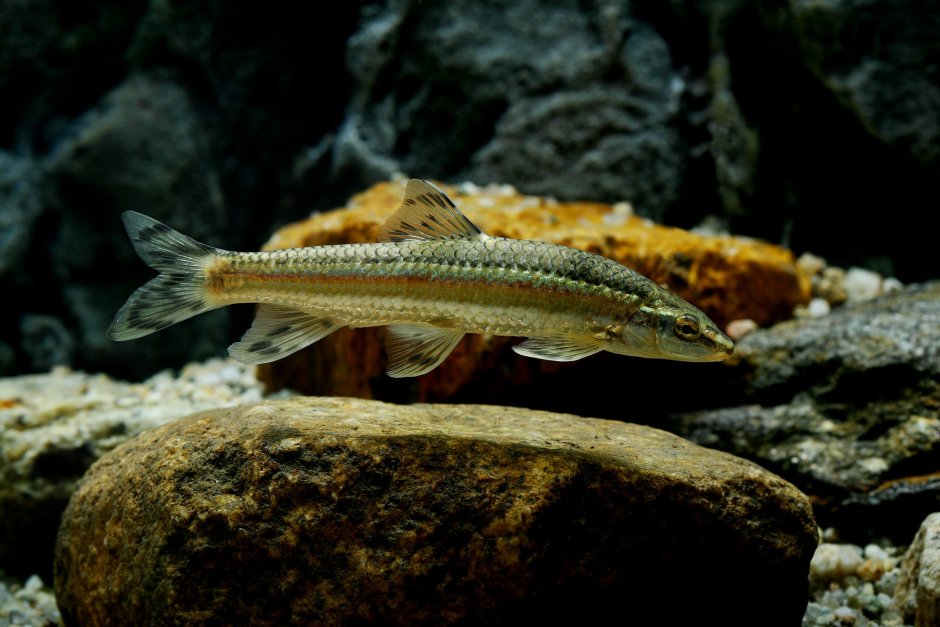 Rhynchocypris percnurus