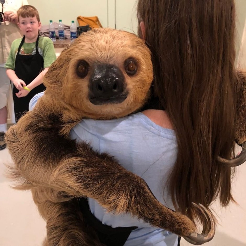 Ленивец домашний