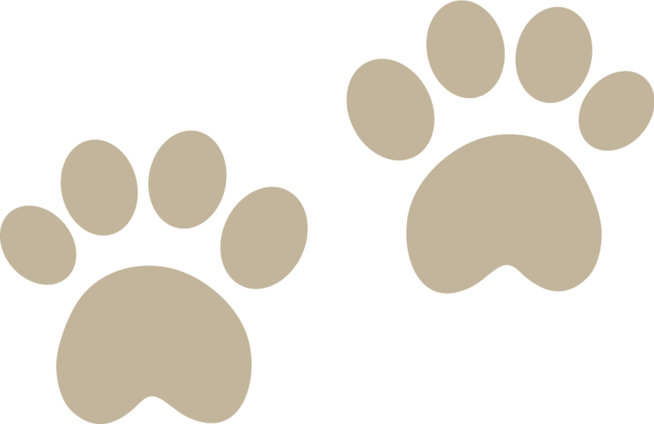 Лапка мишки для детей