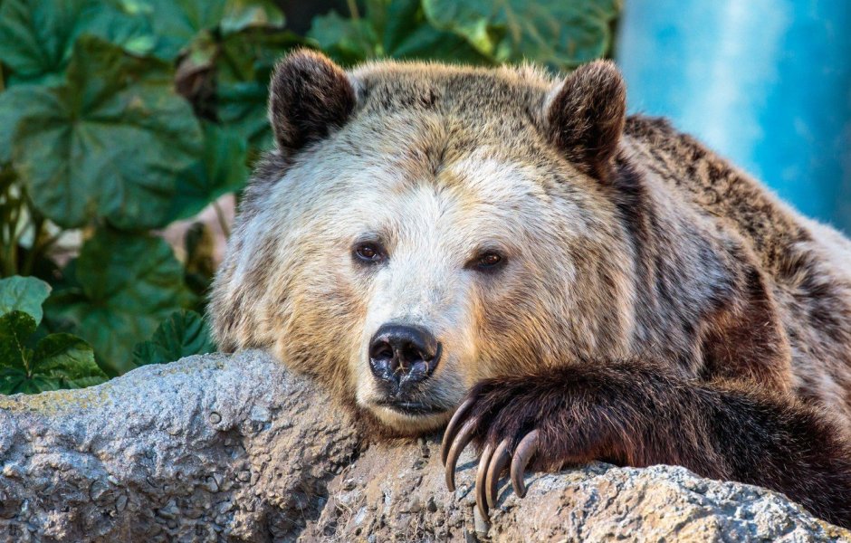 Самый опасный медведь