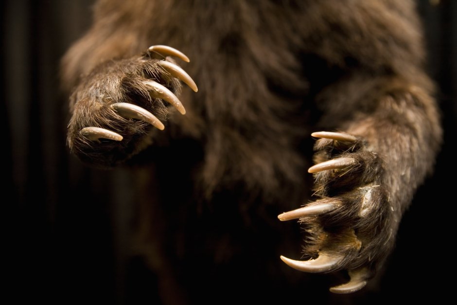 Когти медведя