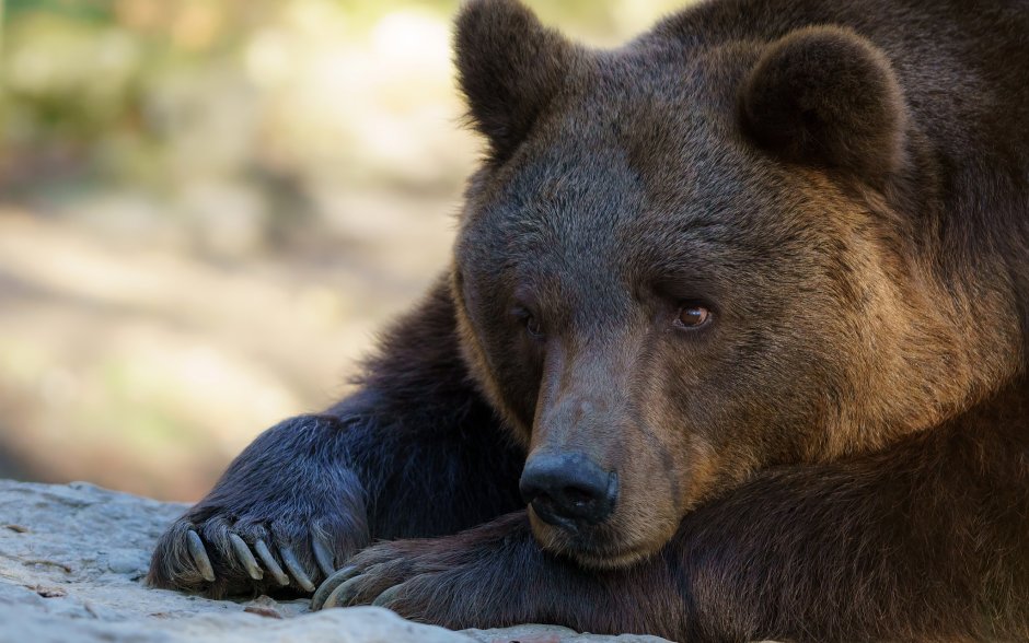 Медведь лежит