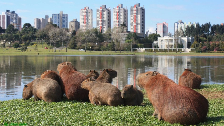 Водосвинка отряд млекопитающих