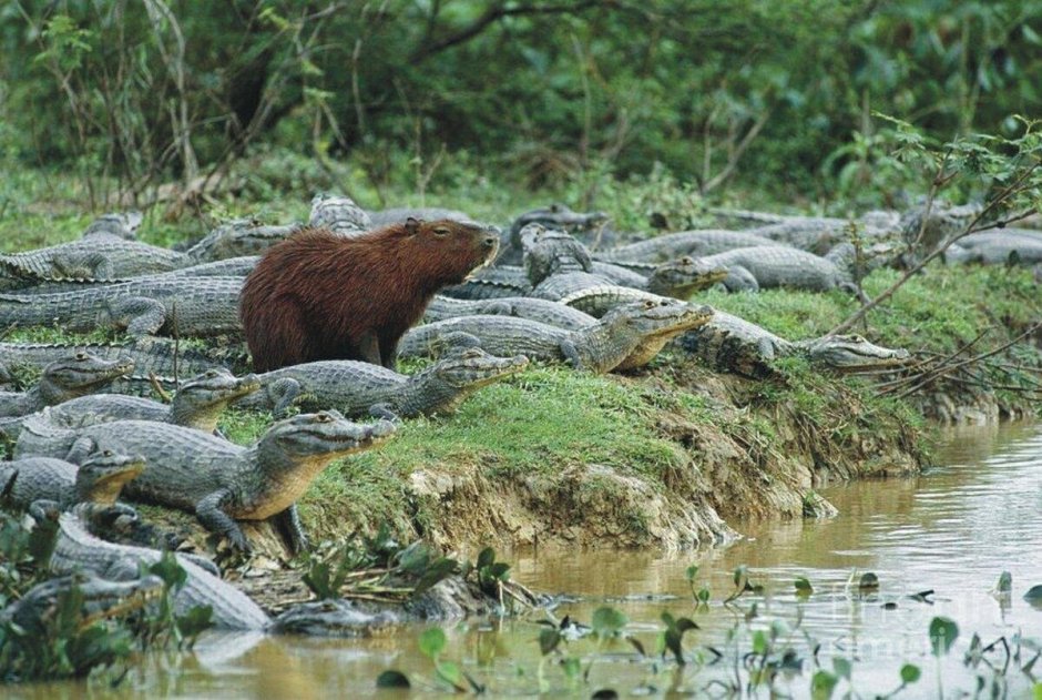 Большая морская Свинка капибара