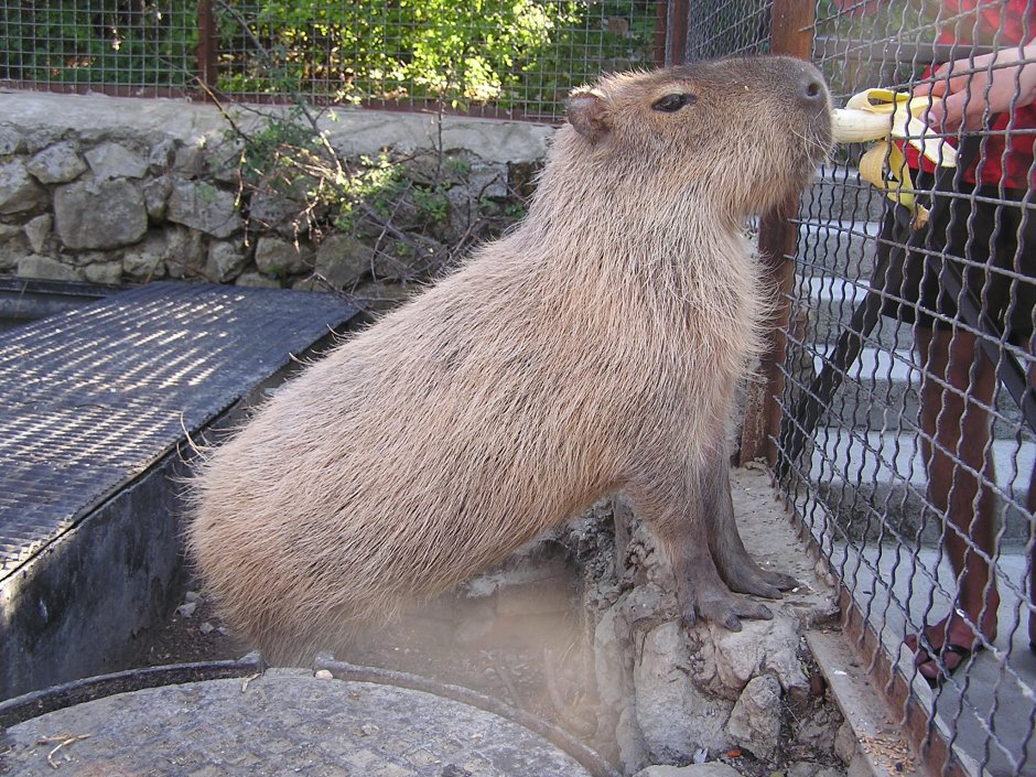 Морская Свинка и копибар