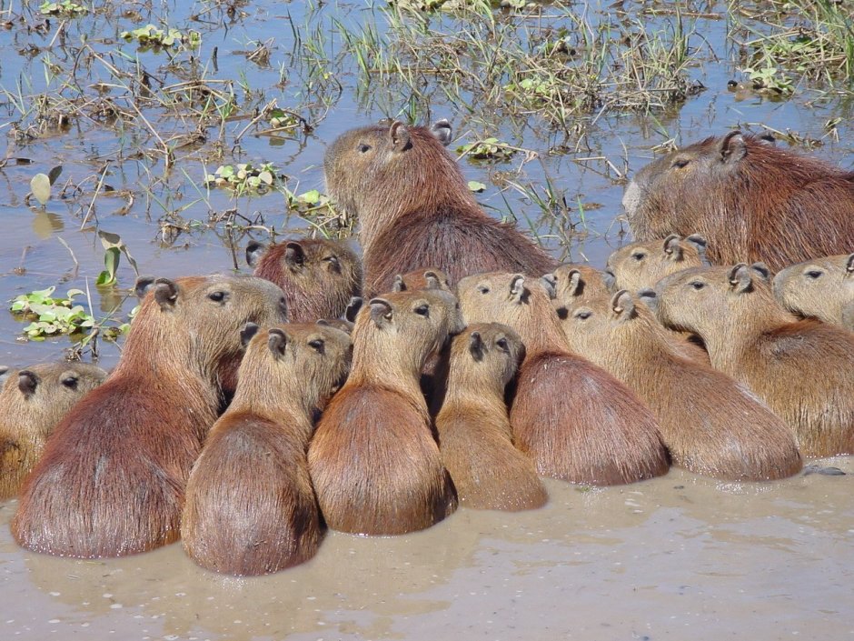 Chiguiro animal