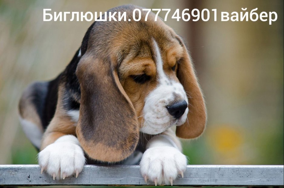 Бигль длинношерстный