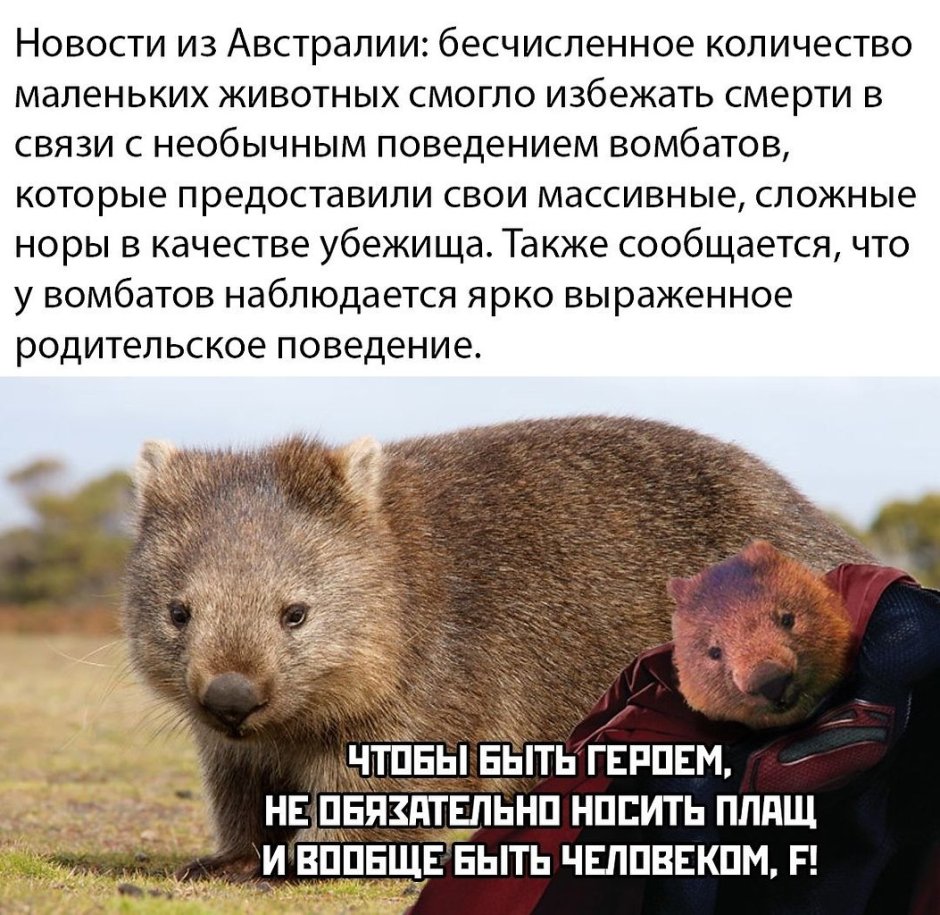 Толстый вомбат