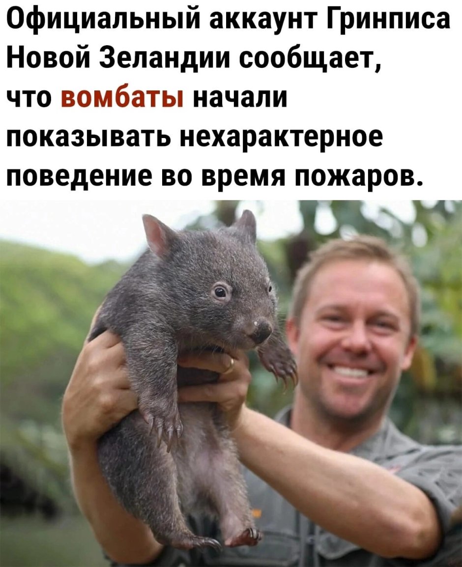 Вомбаты целуются