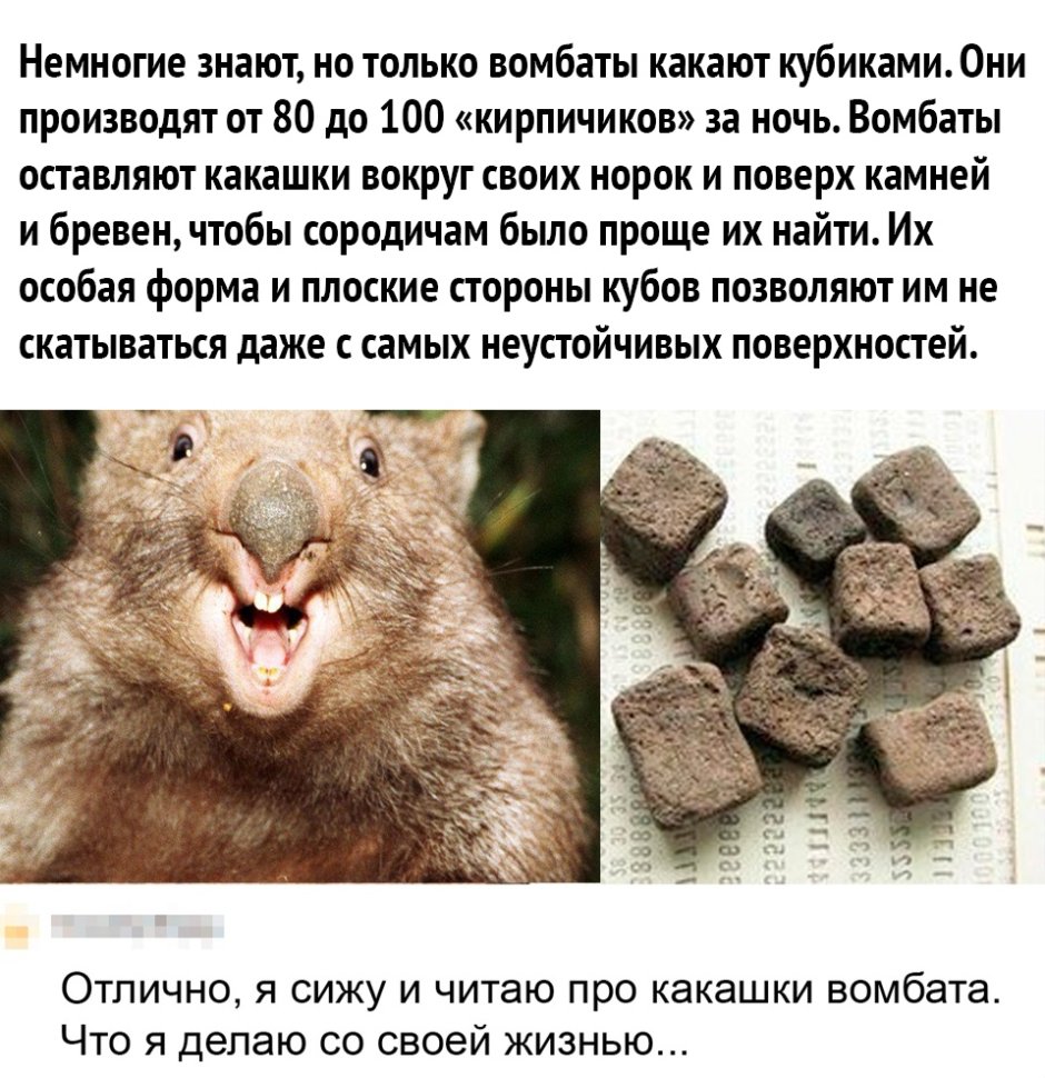 Вомбатики милые