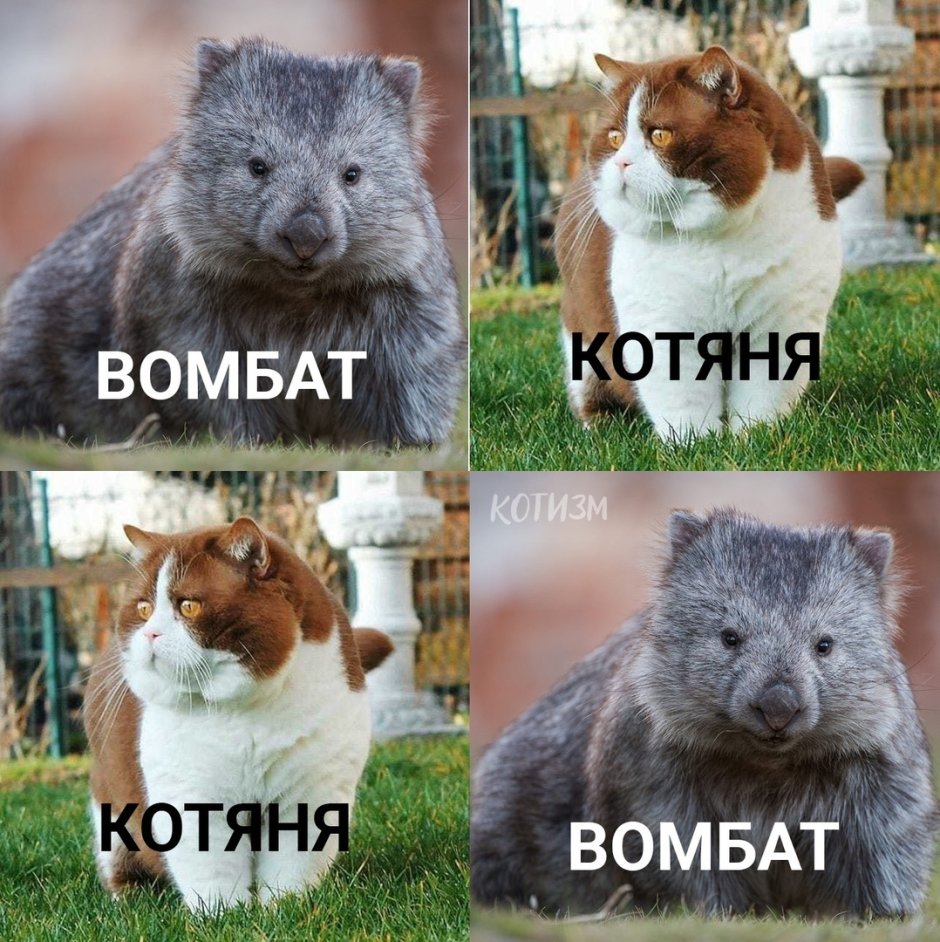 Кенгуру Квокка