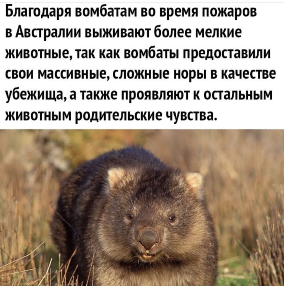 Животные Австралии нумбат
