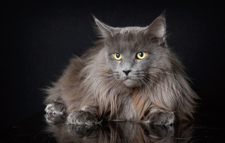 Кошка Мейн кун