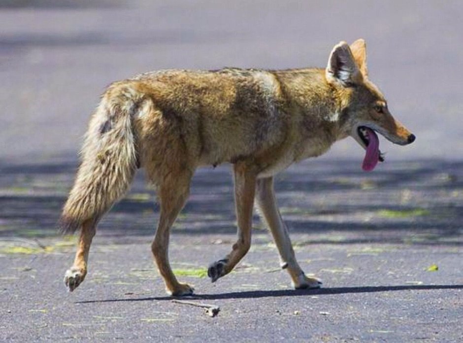 Койот смешной