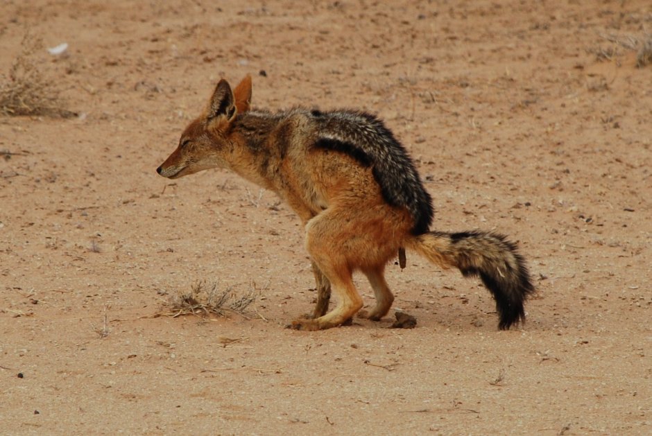Шакалы в Сочи