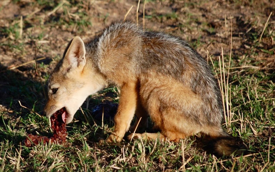 Койот и барсук