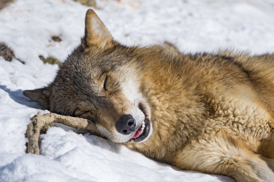Sleeping Wolf группа